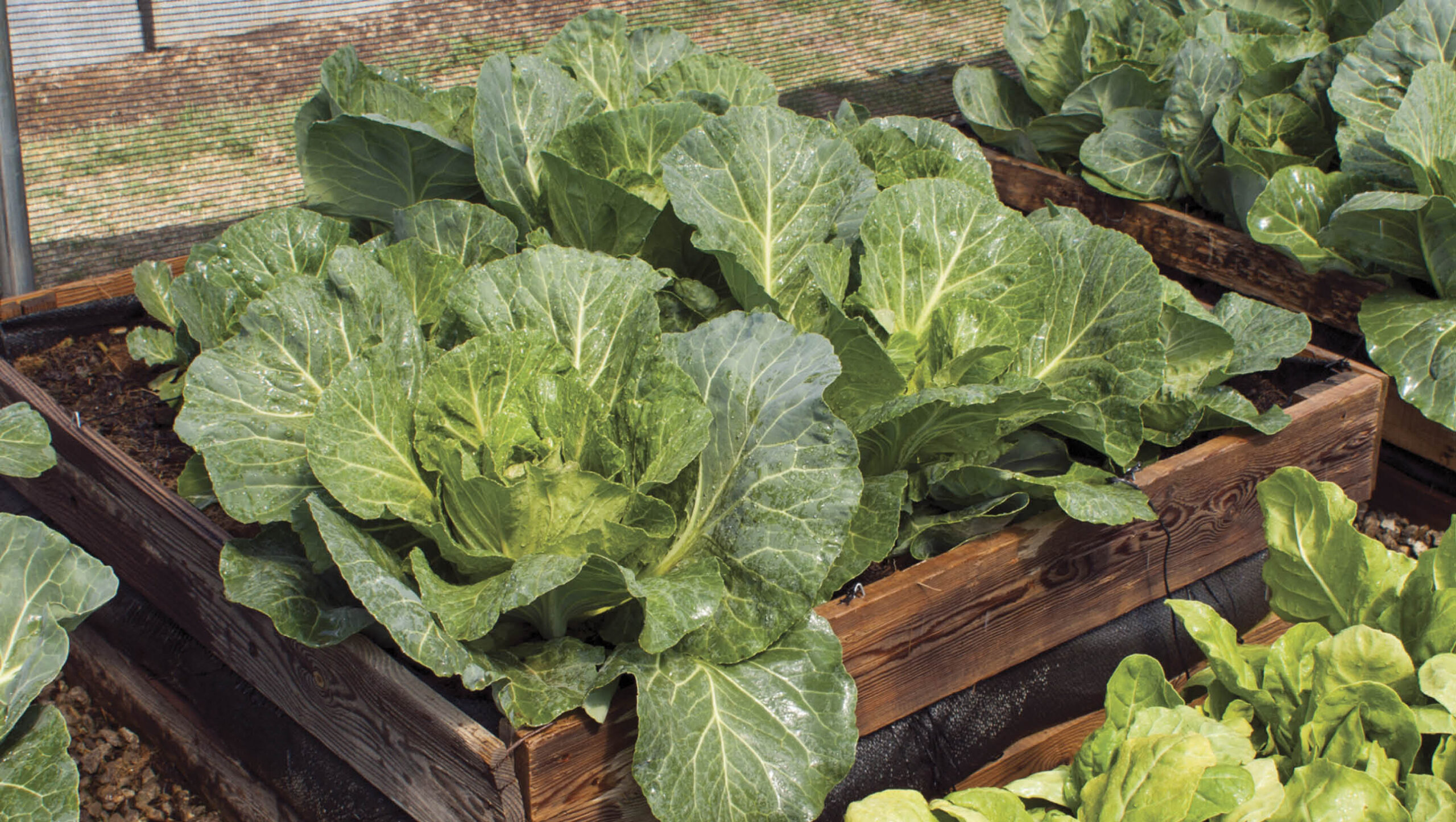 Brassicas like cauliflower can be started in punnets then transplanted.