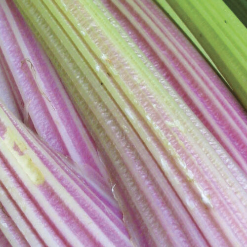 The most eye-catching of the pink-red celery types.