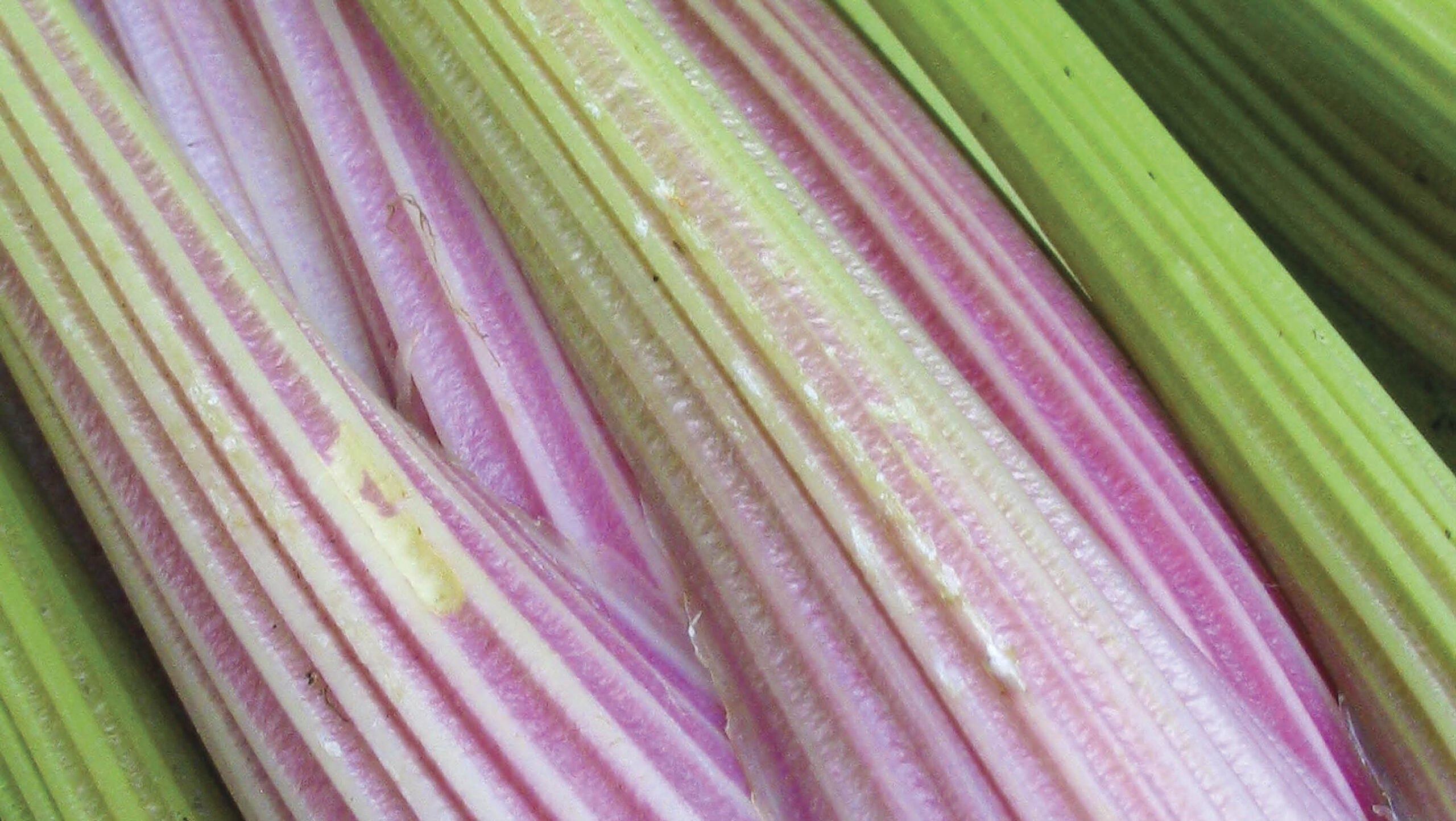 The most eye-catching of the pink-red celery types.