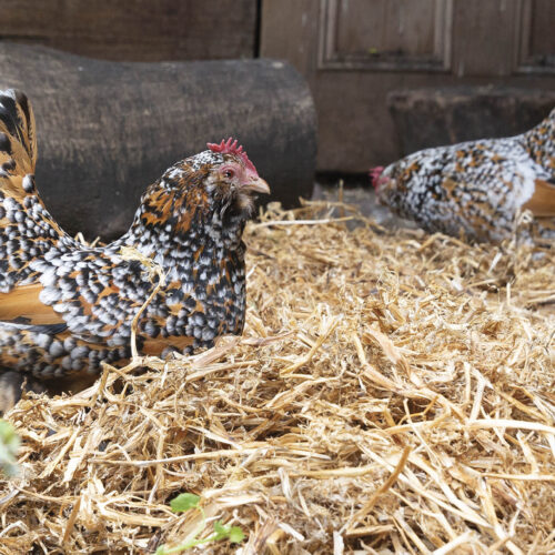 Remove any wet or clumped patches of litter on floors and in nest boxes with fresh material to keep odour free.