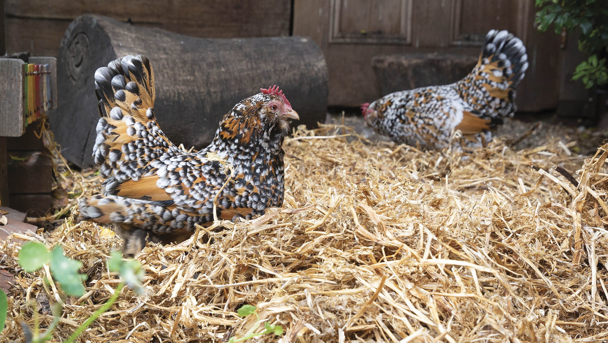 Remove any wet or clumped patches of litter on floors and in nest boxes with fresh material to keep odour free.