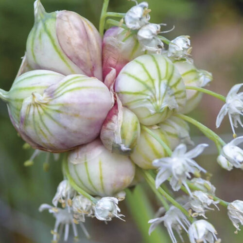 Egyptian walking onion bulbils can also be planted.