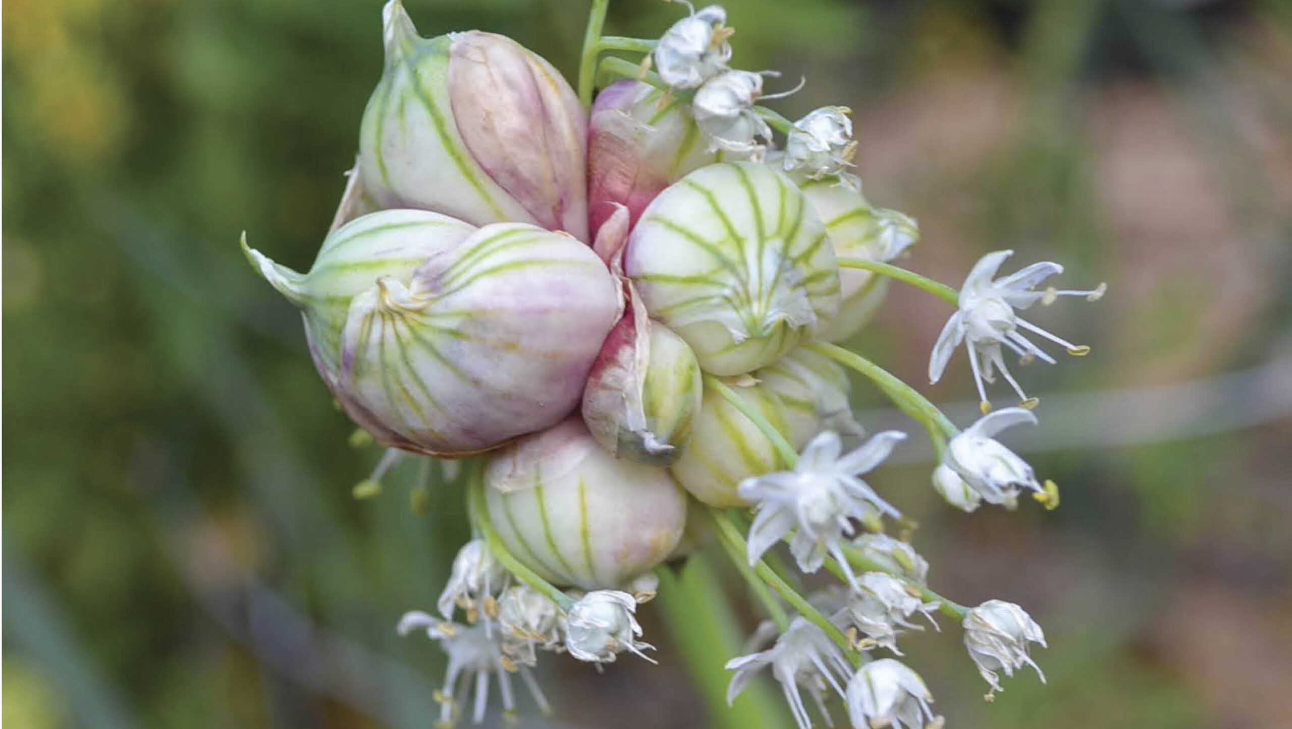 Egyptian walking onion bulbils can also be planted.