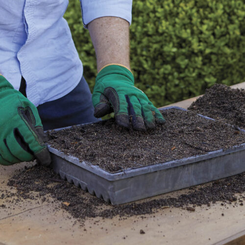 It's a good idea to have a few punnets of seeds on the go.