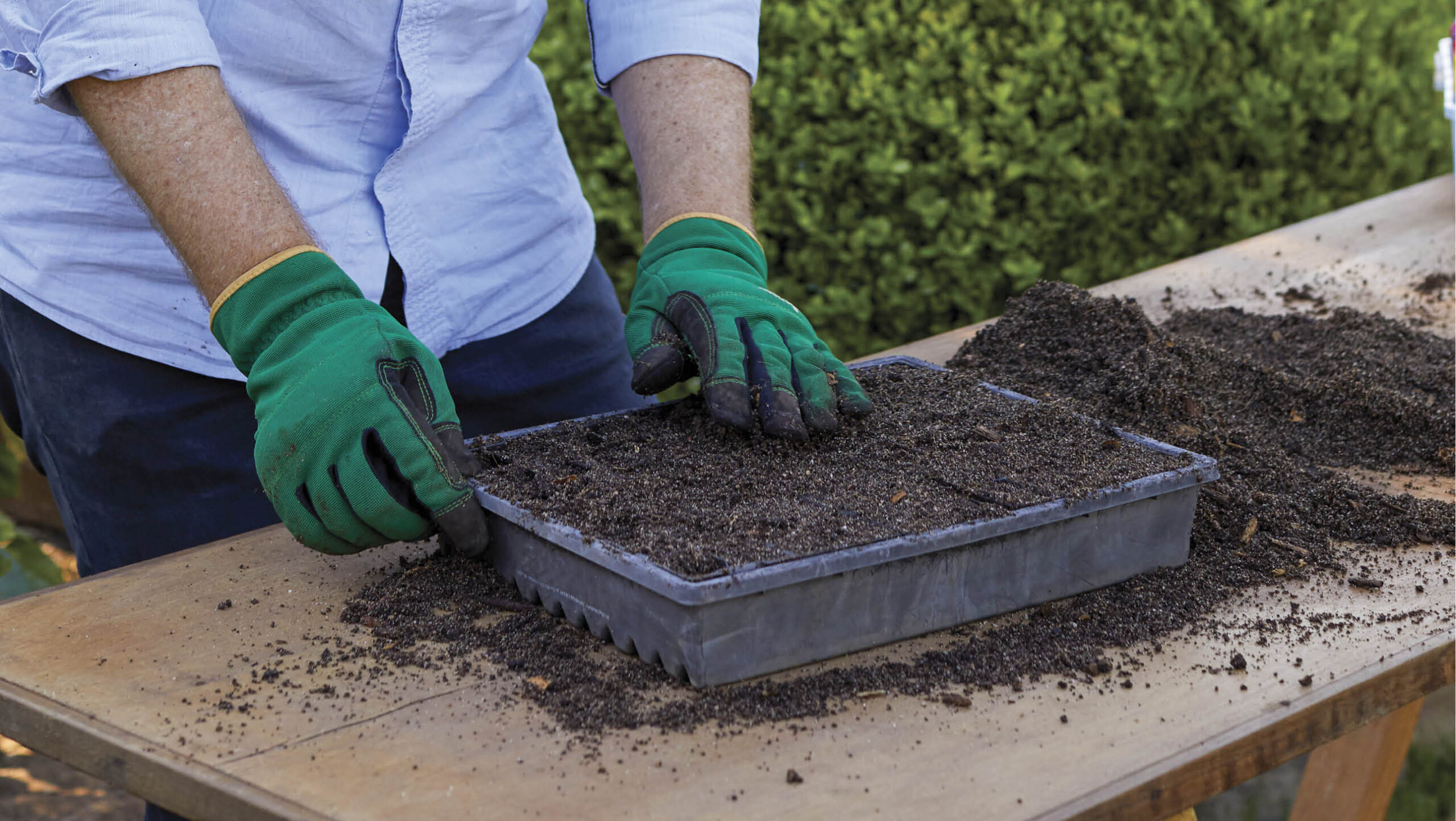 It's a good idea to have a few punnets of seeds on the go.