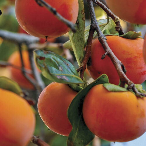 Grow your own persimmon tree.