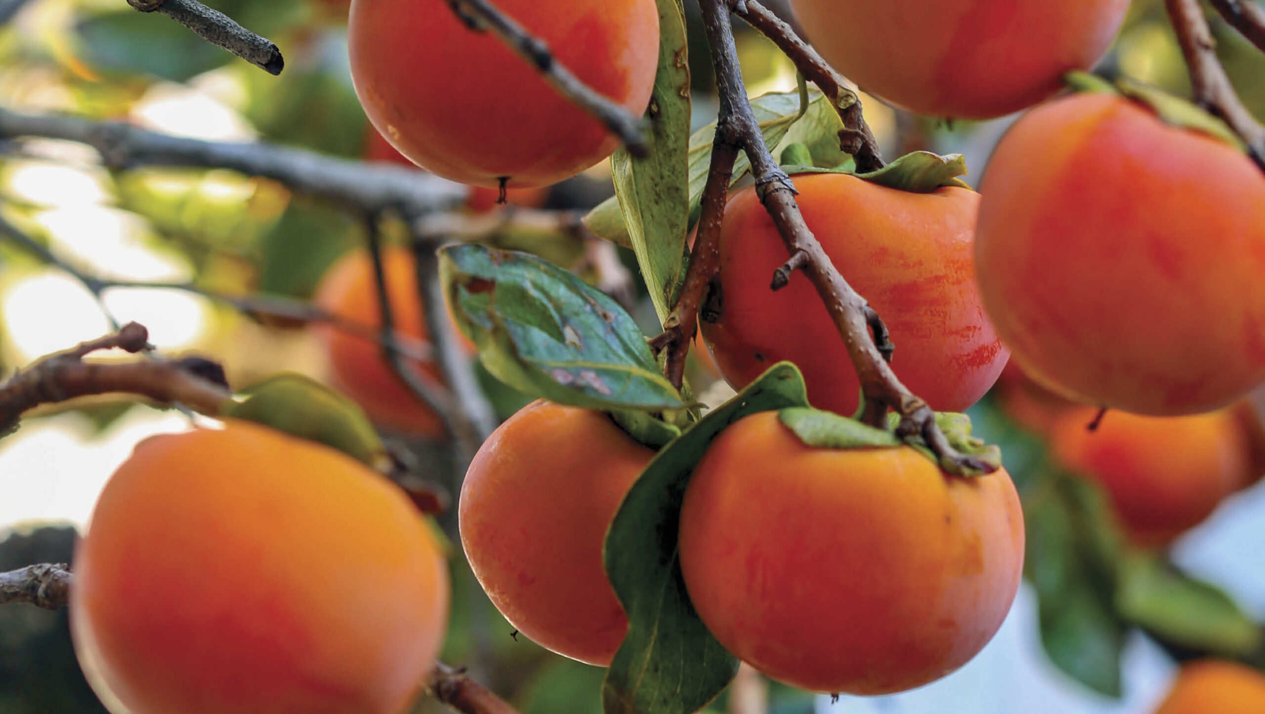 Grow your own persimmon tree.