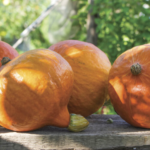 Red kuri is a Japanese heirloom pumpkin.