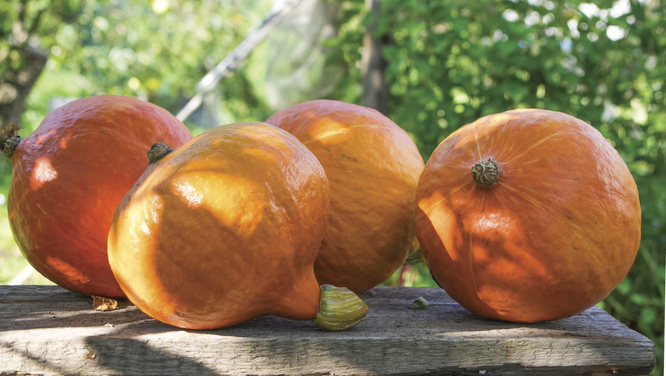 Red kuri is a Japanese heirloom pumpkin.