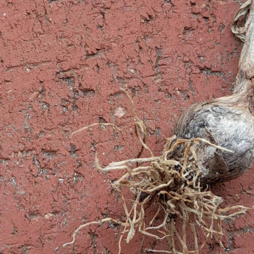 OG reader Marilyn Mifsud needs help with her garlic crop.