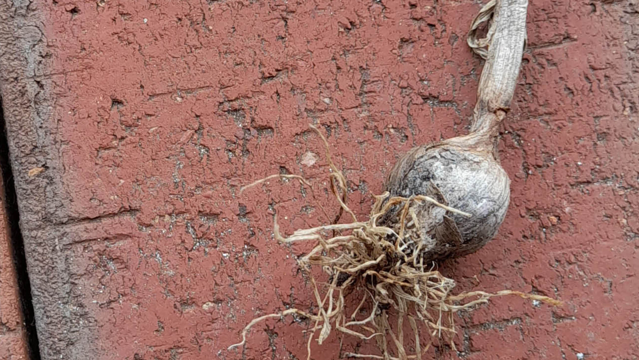 OG reader Marilyn Mifsud needs help with her garlic crop.