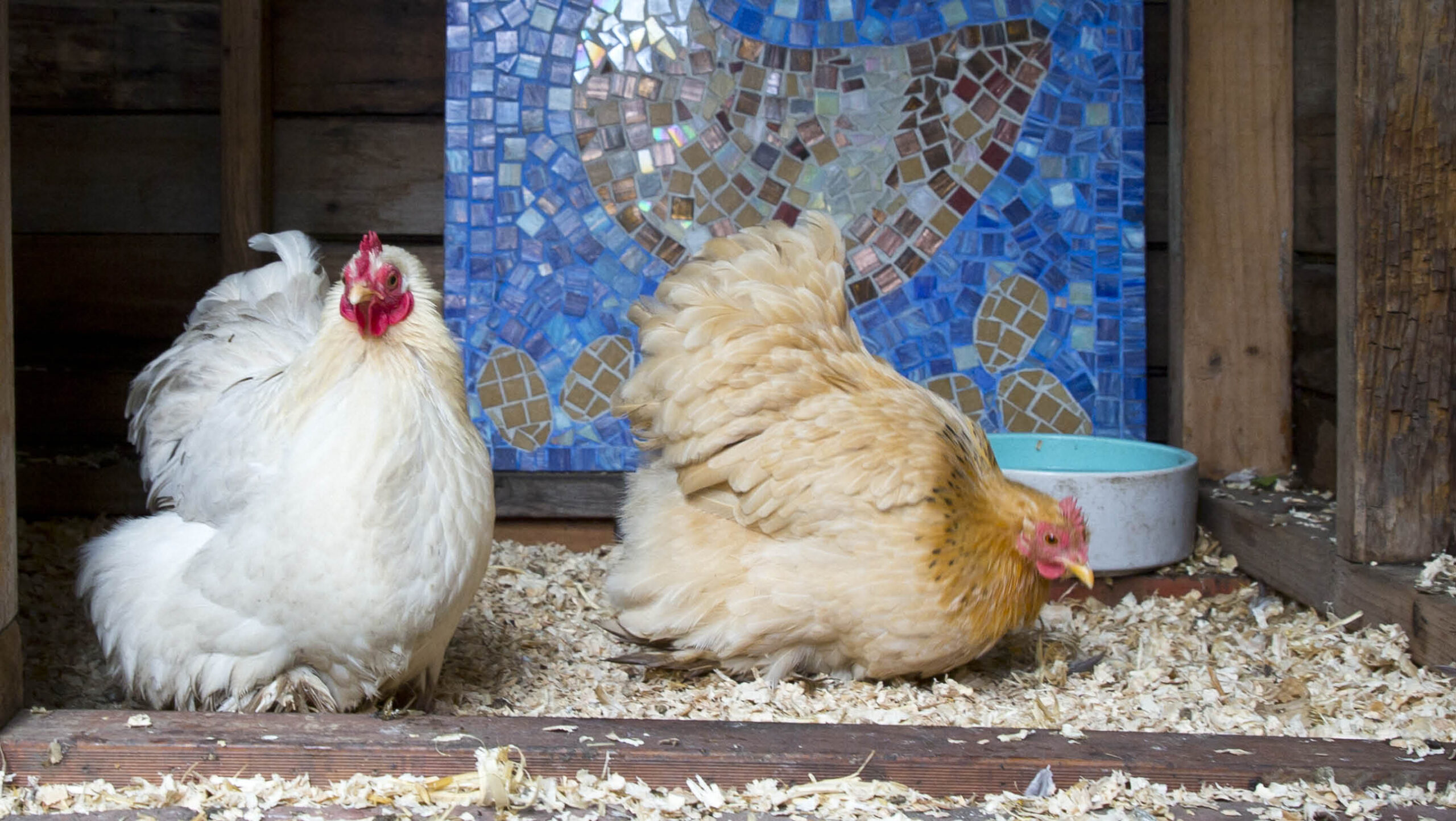 Make your chooks a nutritious mash.