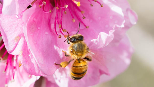 Bees collecting nectar from a peach tree flower by Alamy