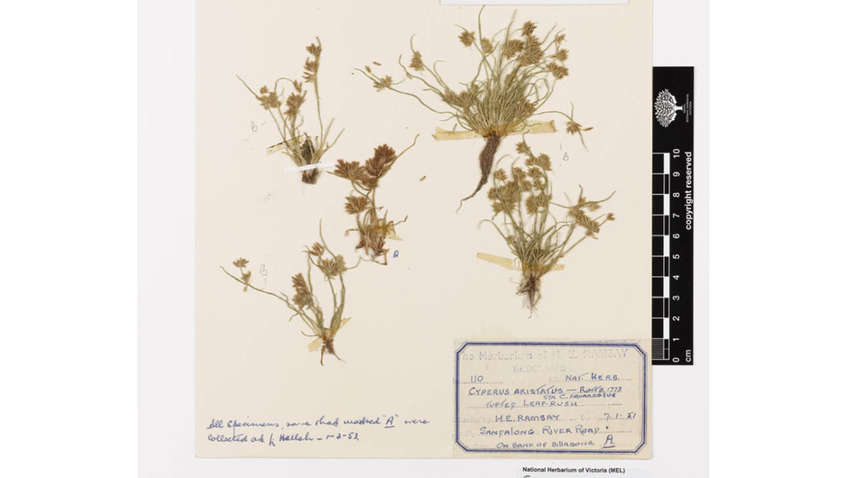 Bearded flat sedge specimen from State Botanical Collection at the RBGV.