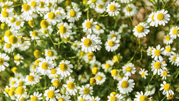 Chamomile flowers by istock Issue 117