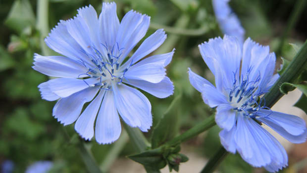 Chicory by Helen McKerral