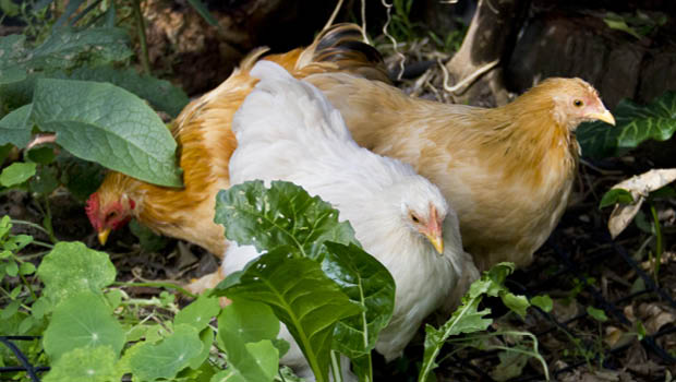 Chooks can eat worms but need more protein than they provide