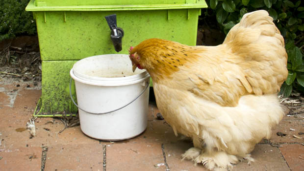 Chooks can eat worms but need more protein than they provide
