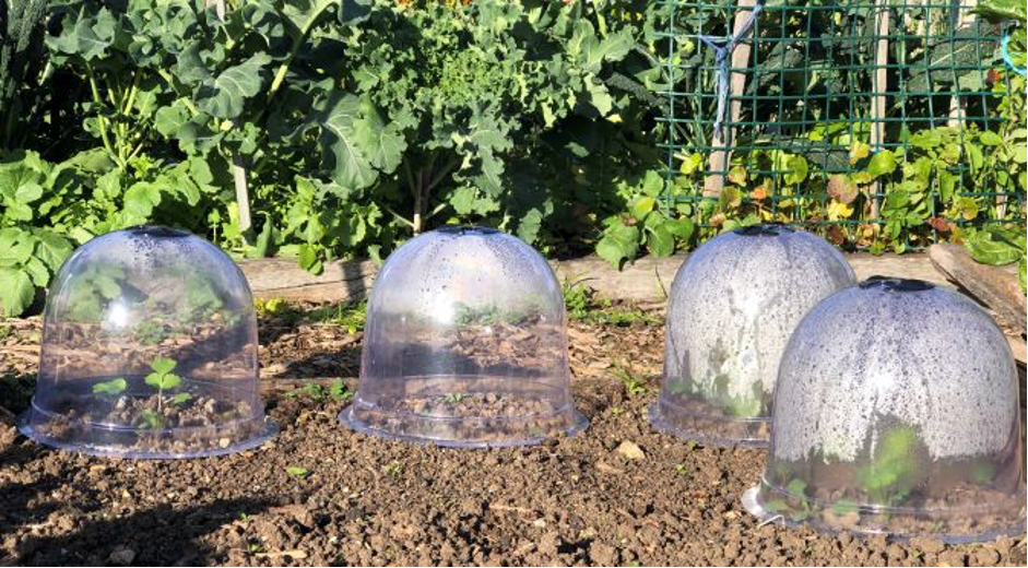 Protect plants with cloche