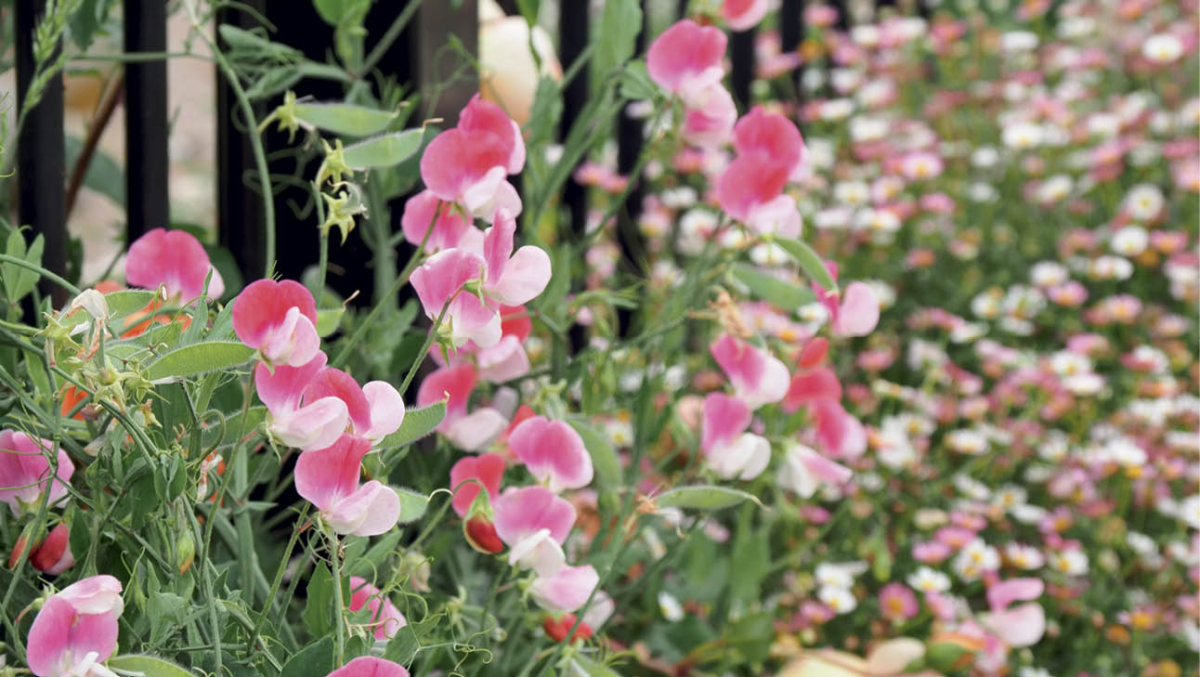 Collect sweetpea seeds to replant every year by Helen McKerral
