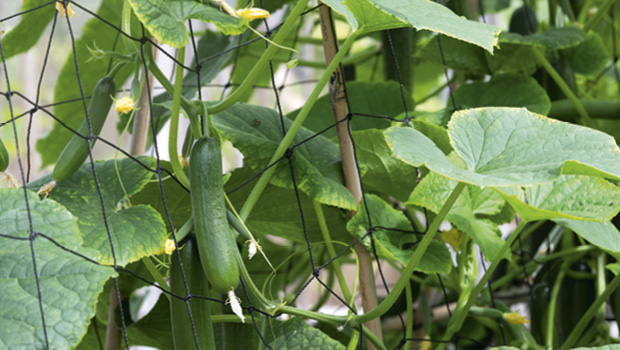 Cucumbers supported by trellis by Gap Photos Tim Gainey