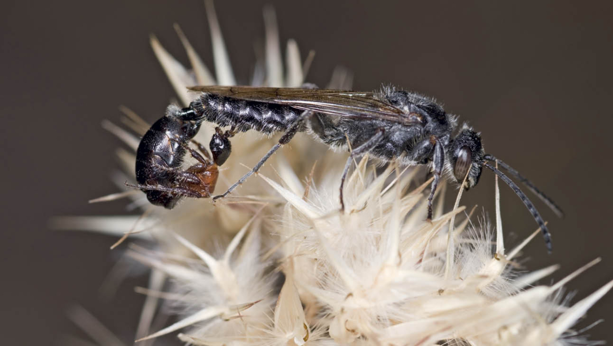 Dennis Crawford_Female flower wasp