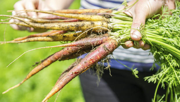 Epicurean Harvest carrots by Luisa Brimble