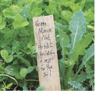 Green manures improve soil
