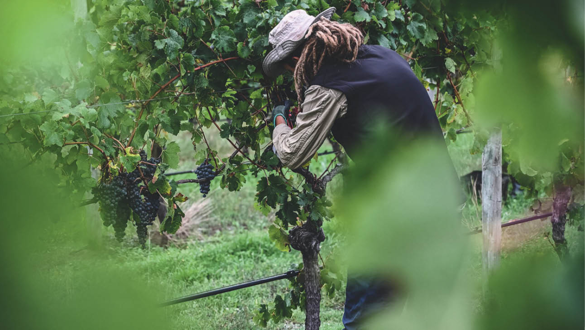 Hand picking grapes at Voyager Estate in the Margaret River