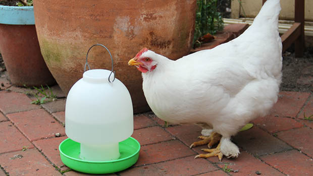 Hydrating hens by Jessamy Miller