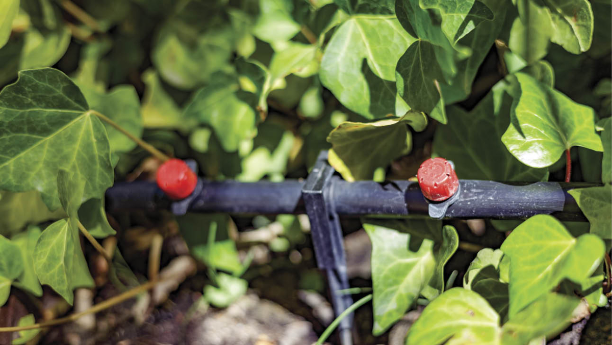 In hot weather, irrigation is essential, especially for pot plants, which are the first to dry out