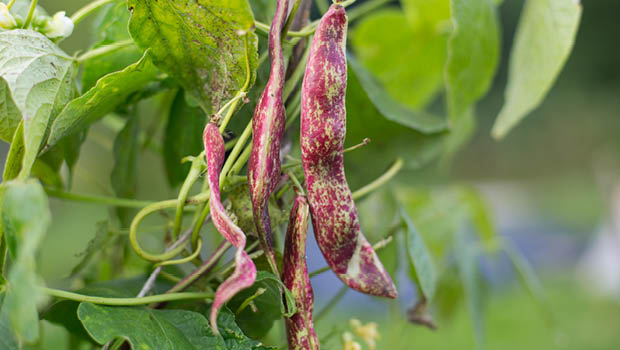 Issue 114 beans by Alamy