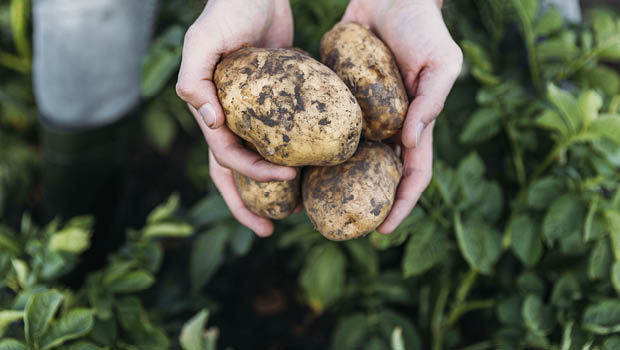 Issue 114 potatoes by iStock