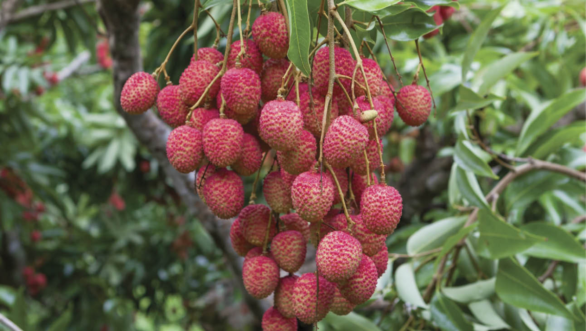 Manage your lychee tree with annual pruning.