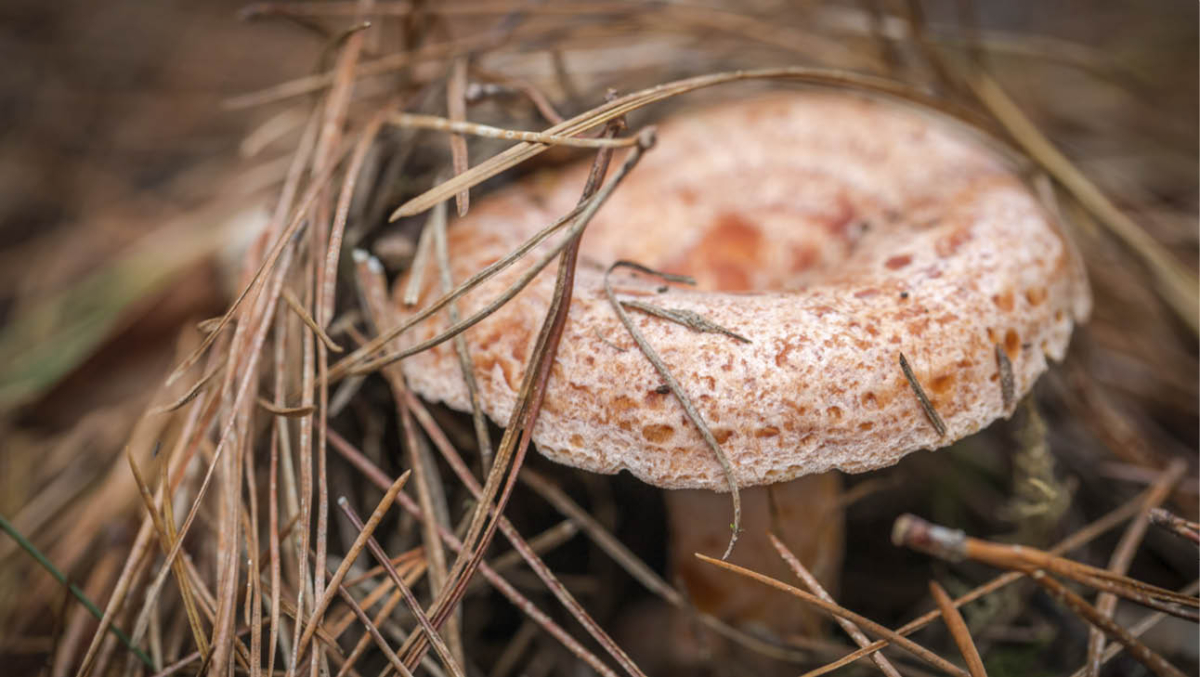 No need to fear, this Saffron milk cap is real - and tasty. (istock)