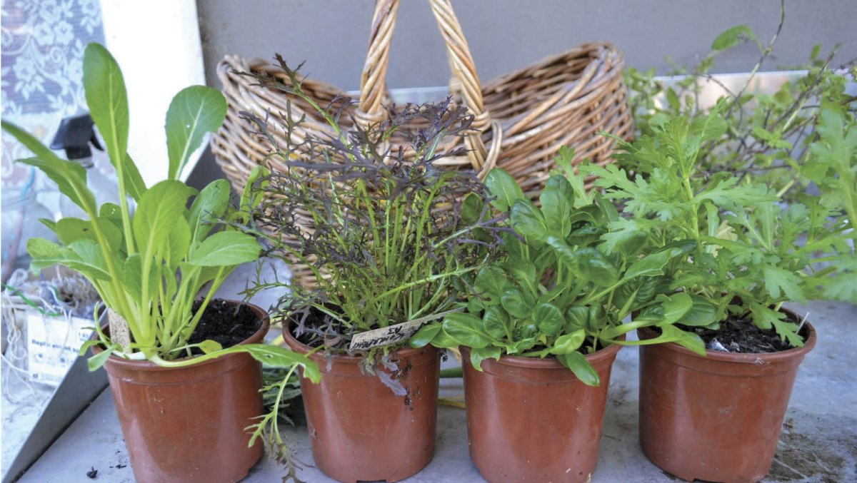 Jian Liu recommends keeping seedlings in pots longer in a colder garden.