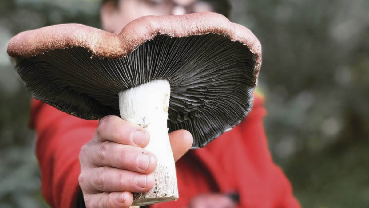 King stropharia are big and have a distinctive taste. 
