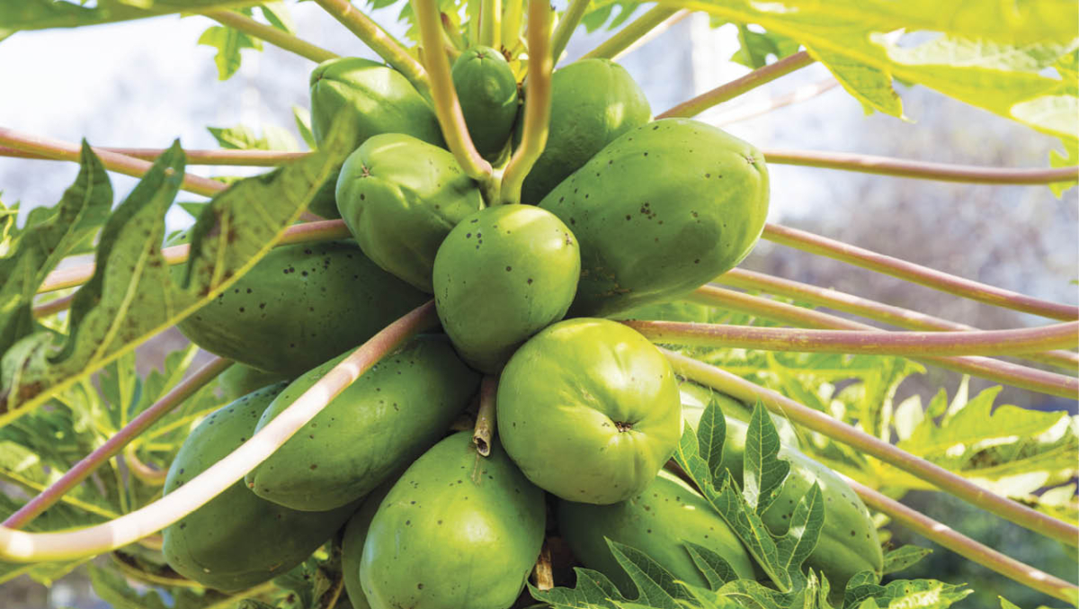 You can grow pawpaw from seed.