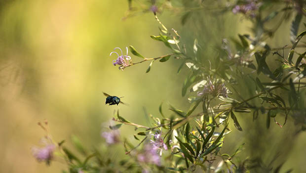 Peacock carpenter bee by iStock