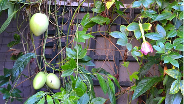 Pepinos growing happily amongst banana passionfruit vine. The pink dainty flowers on the right belong to the banana passionfruit.