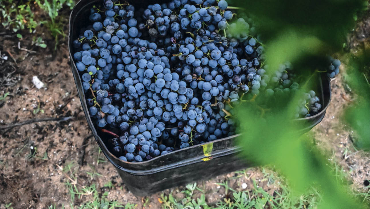 Picking grapes at Voyager Estate, Margaret River, WA