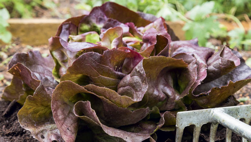 Red Oak Leaf Lettuce_Issue 124_istock