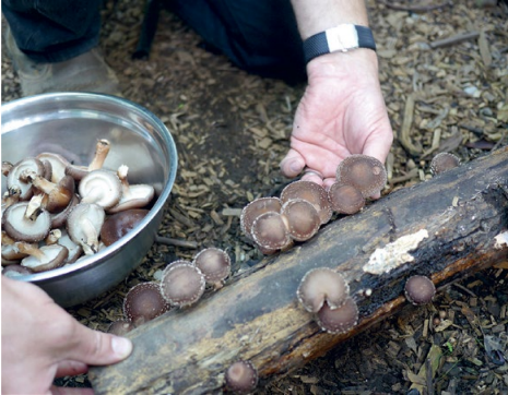 Picking shitake mushrooms by Milkwood