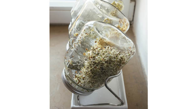 Sprouts in bottle_istock