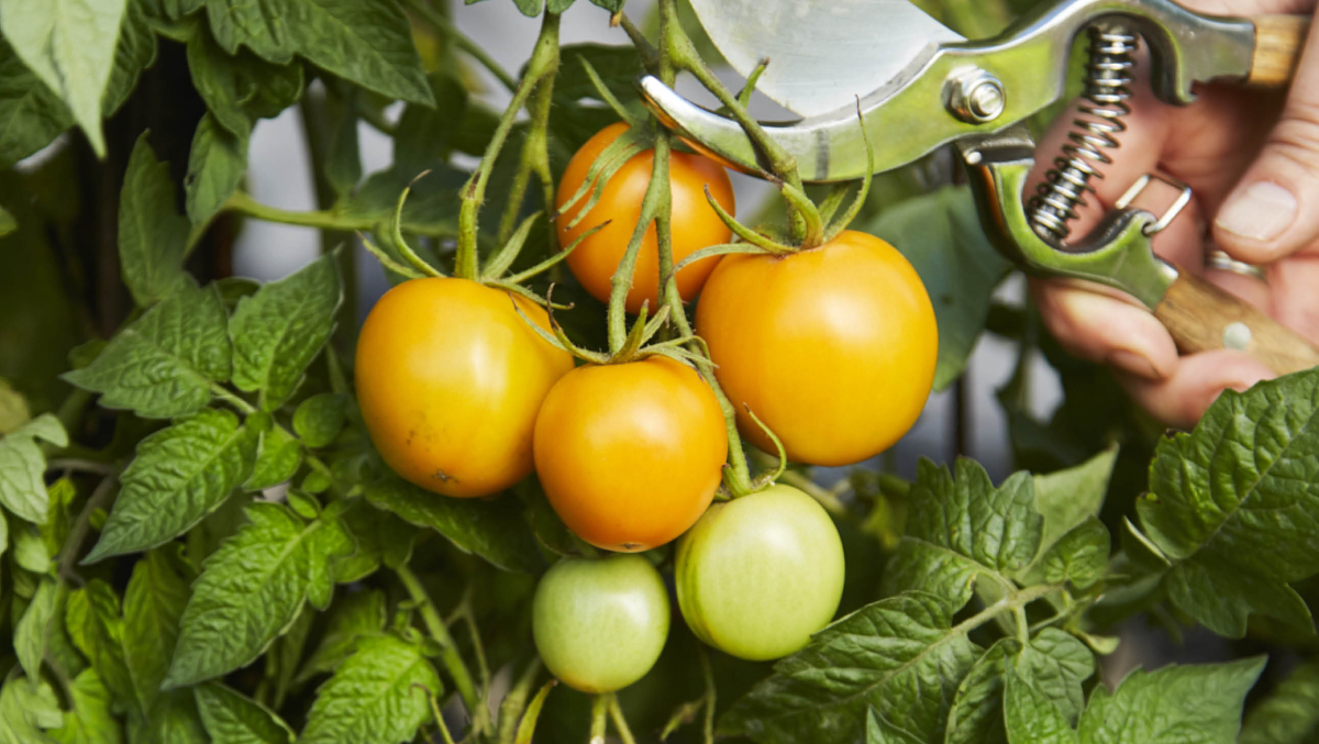 Growing tomatoes by Kirsten Bresciani