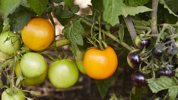 Tomatoes by Kirsten Bresciani