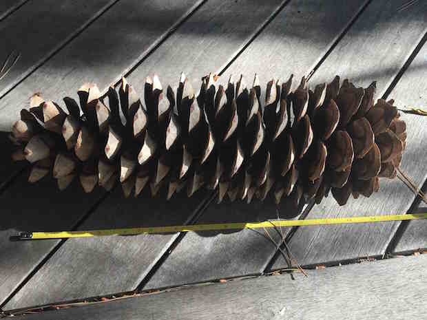 sugar pine cone