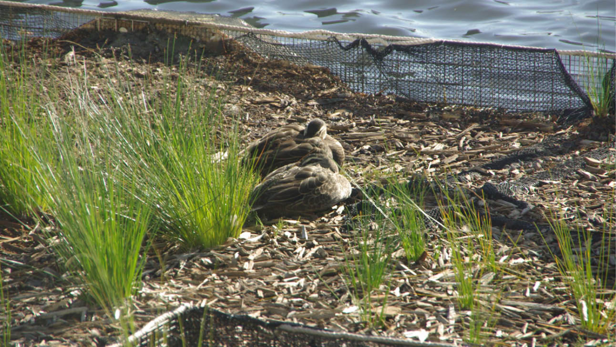 The floating wetlands have become home to wildlife.