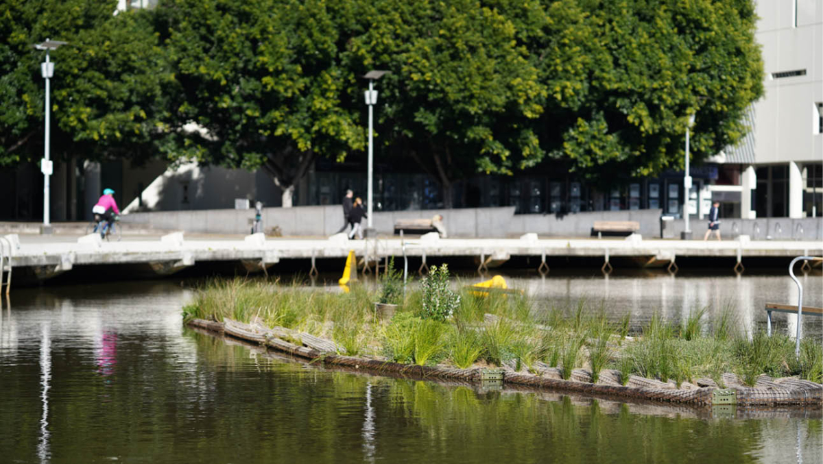 One of the floating wetlands on the Yarra River, Melbourne.